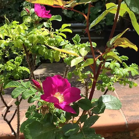 Gæstehus Amoredimare In Polignano a Mare