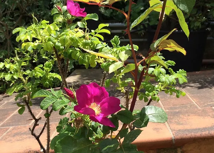 招待所 Amoredimare In 滨海波利尼亚诺